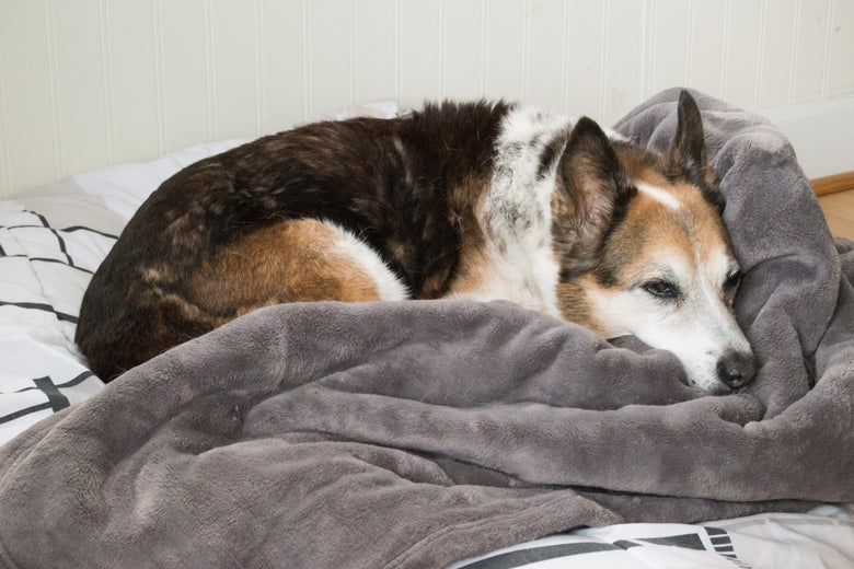 dog in dog bed